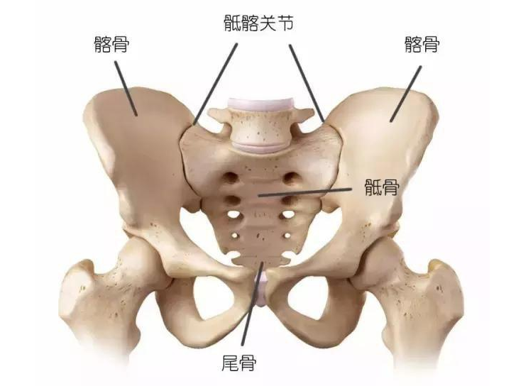 首先,我們要知道骶髂關節在哪裡,如圖所示,大致位置就是在我們的尾骨